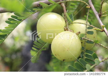 amla gooseberry, indian gooseberry on tree in farm 141090774