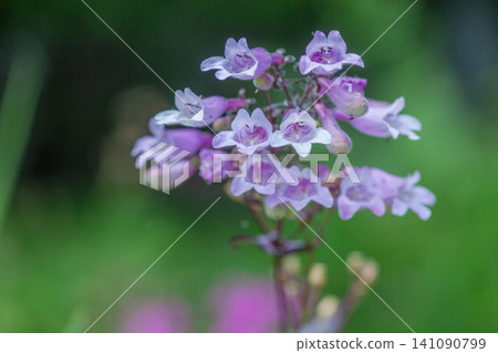 Penstemon canescens Penstemon canescens 141090799