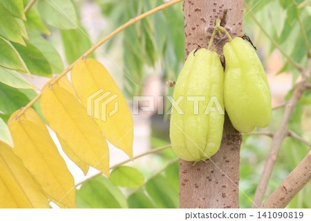 Averrhoa bilimbi on tree in farm 141090819