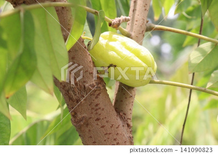 Averrhoa bilimbi on tree in farm 141090823