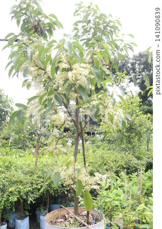 Elaeocarpus serratus also known Ceylon olive plant Elaeocarpus serratus also known Ceylon olive plant 141090839