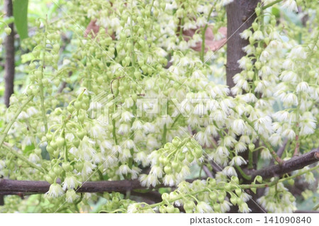 Elaeocarpus serratus also known Ceylon olive plant Elaeocarpus serratus also known Ceylon olive plant 141090840
