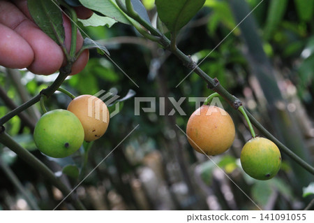 Garcinia gardneriana, the bacupari fruit on tree in farm Garcinia gardneriana, the bacupari fruit on tree in farm 141091055