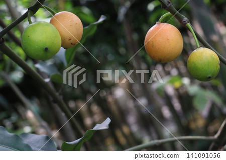 Garcinia gardneriana, the bacupari fruit on tree in farm Garcinia gardneriana, the bacupari fruit on tree in farm 141091056