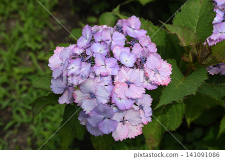 First Love: Hydrangea First Love: Hydrangea 141091086