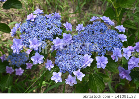 Wedding bouquet hydrangea Wedding bouquet hydrangea 141091158