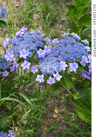Wedding bouquet hydrangea Wedding bouquet hydrangea 141091159