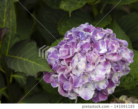 Marble-colored hydrangeas Marble-colored hydrangeas 141091185
