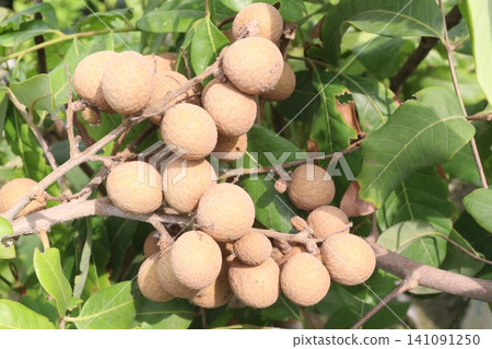 Longan fruit on tree in farm Longan fruit on tree in farm 141091250