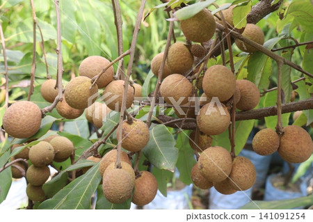 Longan fruit on tree in farm Longan fruit on tree in farm 141091254