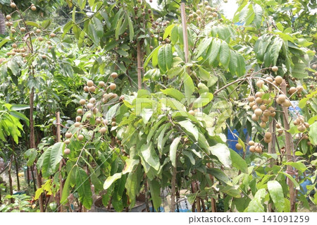 Longan fruit on tree in farm Longan fruit on tree in farm 141091259
