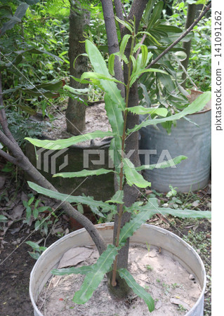 Macadamia integrifolia, macadamia nut plant on farm Macadamia integrifolia, macadamia nut plant on farm 141091262