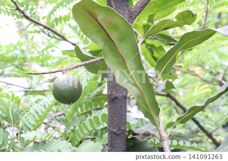 Macadamia integrifolia, macadamia nut plant on farm Macadamia integrifolia, macadamia nut plant on farm 141091263