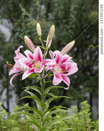 Pink lilies wet with rain Pink lilies wet with rain 141091288