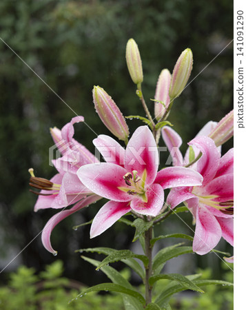 Pink lilies wet with rain Pink lilies wet with rain 141091290