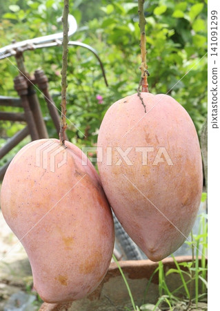 mango on tree in farm for sell are cash crops mango on tree in farm for sell are cash crops 141091299