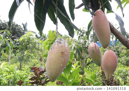 mango on tree in farm for sell are cash crops mango on tree in farm for sell are cash crops 141091318