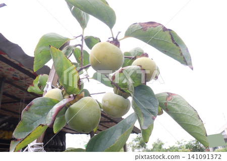 raw persimmon on tree in farm 141091372