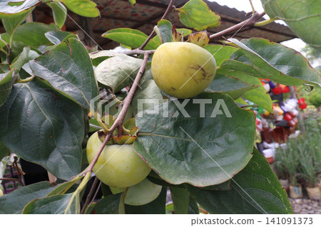 raw persimmon on tree in farm 141091373