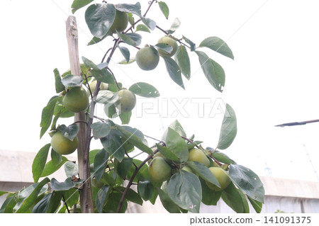 raw persimmon on tree in farm 141091375