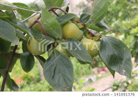 raw persimmon on tree in farm 141091376