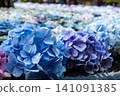 Hydrangea of Kusanji 141091385