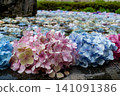 Hydrangea of Kusanji 141091386