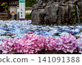 Hydrangea of Kusanji 141091388