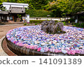 Hydrangea of Kusanji 141091389