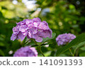 Hydrangea of Kusanji 141091393