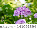 Hydrangea of Kusanji 141091394