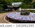 Hydrangea of Kusanji 141091395