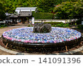 Hydrangea of Kusanji 141091396