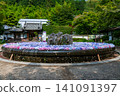 Hydrangea of Kusanji 141091397