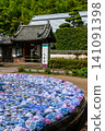 Hydrangea of Kusanji 141091398