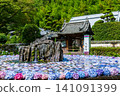 Hydrangea of Kusanji 141091399