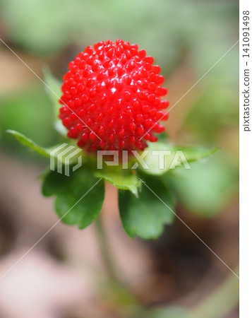 Shiny wild strawberry fruits (20260607085346) Shiny wild strawberry fruits (20260607085346) 141091498