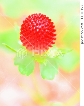 閃亮的野生草莓果實(afw20260607085346) 閃亮的野生草莓果實(afw20260607085346) 141091533