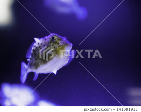 A swarm of upside-down jellyfish beautifully illuminated by fantastical purple lights. A swarm of upside-down jellyfish beautifully illuminated by fantastical purple lights. 141091913