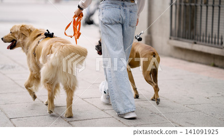 Person walking two dogs on city street Person walking two dogs on city street 141091925