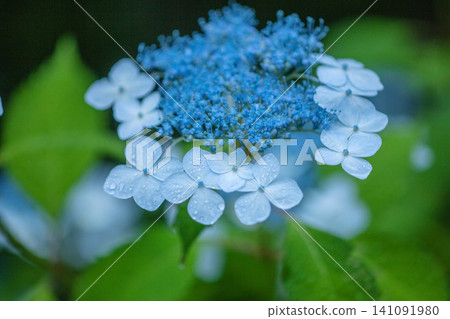 hydrangea hydrangea 141091980