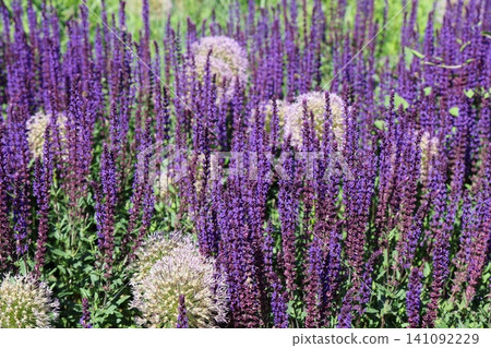 立陶宛(波羅的海三國之一)盛開的藍紫色鼠尾草(Salvia nemorosa)花(1) 立陶宛(波羅的海三國之一)盛開的藍紫色鼠尾草(Salvia nemorosa)花(1) 141092229
