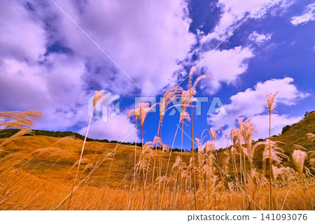 The golden pampas grass of Soni Plateau in late autumn is beautiful. The golden pampas grass of Soni Plateau in late autumn is beautiful. 141093076