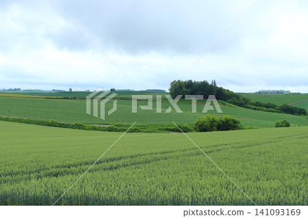 A rural landscape along a patchwork road (Biei Town, Hokkaido) A rural landscape along a patchwork road (Biei Town, Hokkaido) 141093169