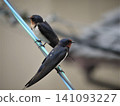 Two swallows perched on a power line Two swallows perched on a power line 141093227