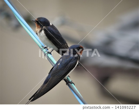 Two swallows perched on a power line 141093227
