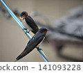 Two swallows perched on a power line Two swallows perched on a power line 141093228