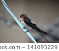 Swallows that stop on electric wires Swallows that stop on electric wires 141093229