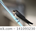 Swallows that stop on electric wires Swallows that stop on electric wires 141093230