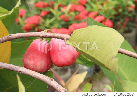 Syzygium samarangense fruit plant on nursery 141093298